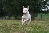 BULL TERRIER MINIATURE 091